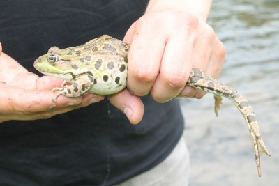 Pelophylax ridibundus